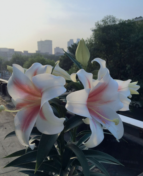 百合有几种类型