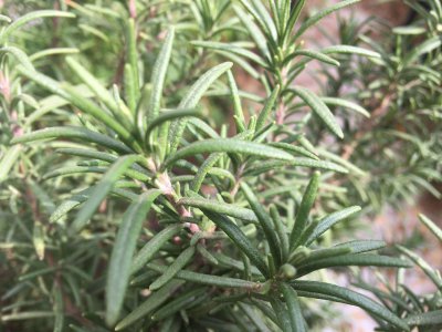 盆栽迷迭香的种植方法 教你养迭迭香的窍门