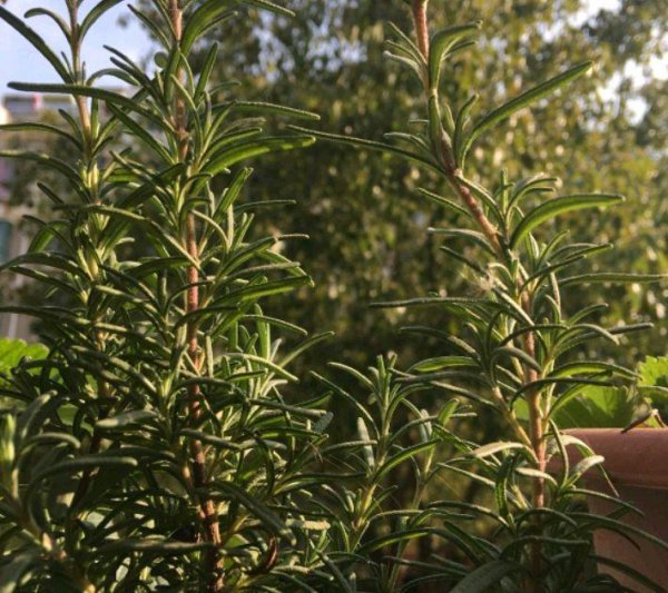 盆栽迷迭香的种植方法