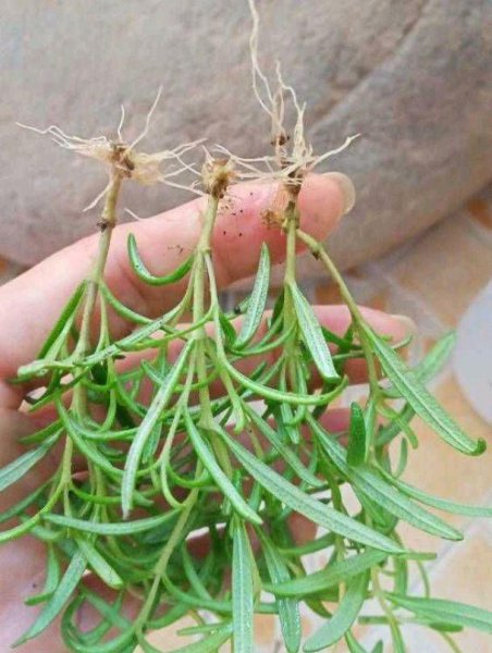 盆栽迷迭香的种植方法