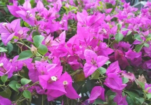 什么花便宜又好看