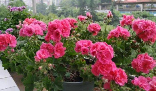什么花便宜又好看