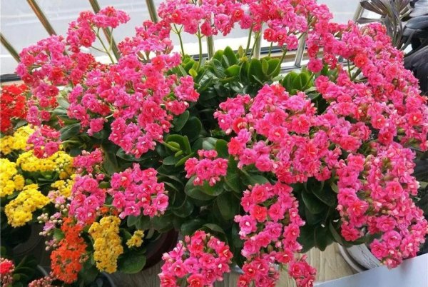 什么花便宜又好看