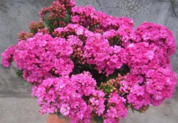 什么花便宜又好看