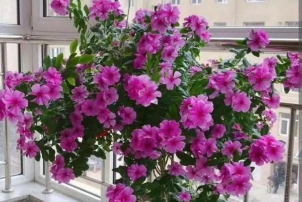 什么花便宜又好看