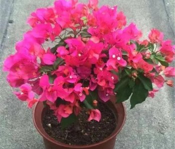 春天养什么花好养活 适合早春播种的花卉盆栽