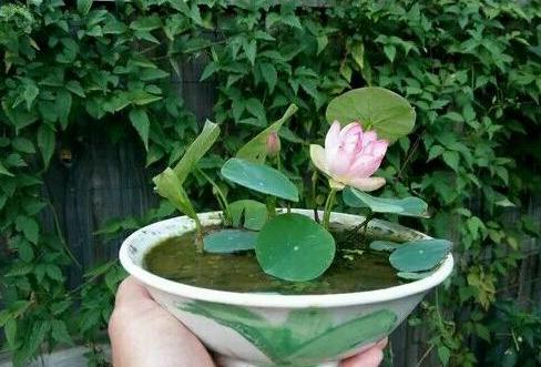 碗莲的种植方法和禁忌