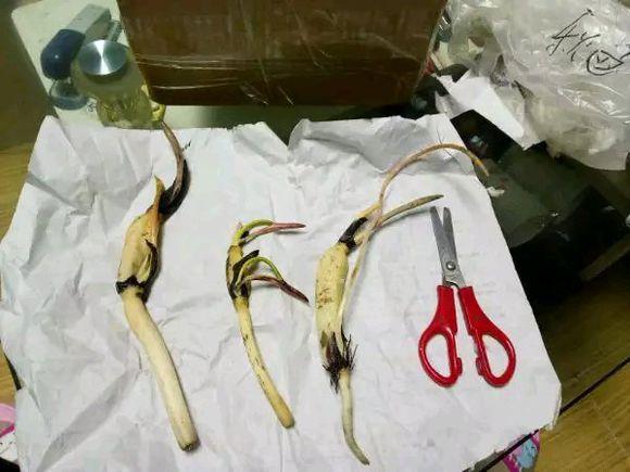 碗莲的种植方法和禁忌