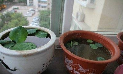 碗莲的种植方法和禁忌