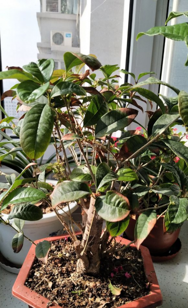 怎样养好四季桂花盆栽