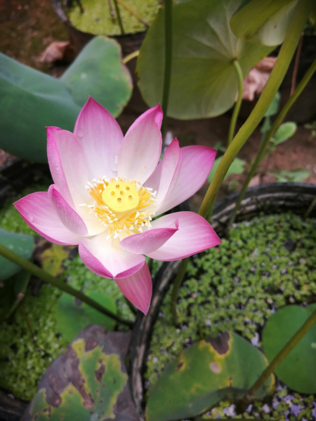 观赏荷花种子怎么种植