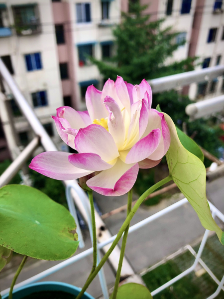 观赏荷花种子怎么种植