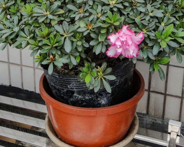 杜鹃花盆栽怎么养好