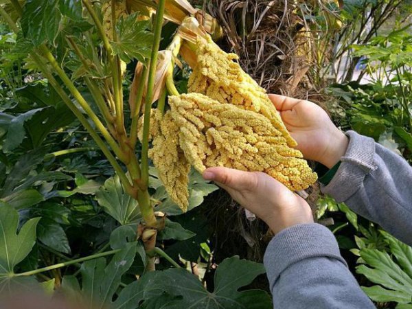 棕榈树盆栽养殖方法