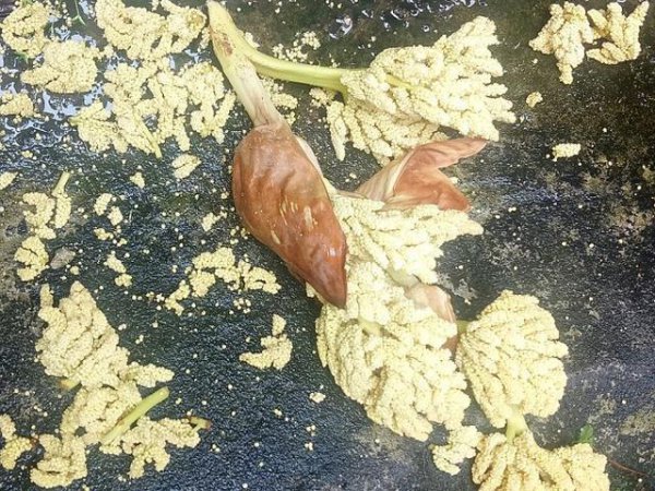 棕榈树盆栽养殖方法