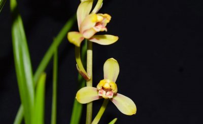 建兰有哪些品种名贵 最香的兰花品种排名