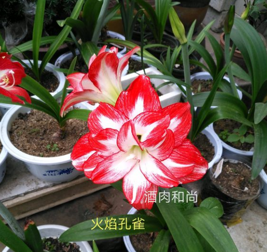 朱顶红哪个品种好