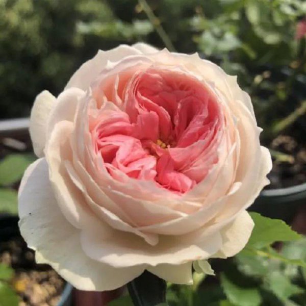 月季花有哪几种