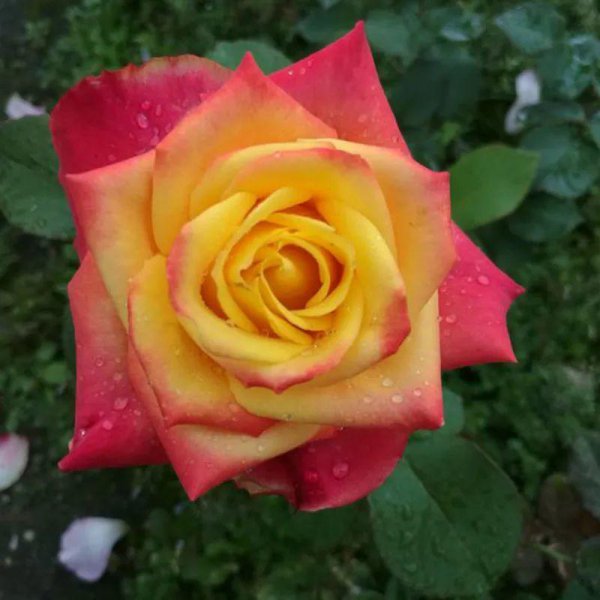 月季花有哪几种