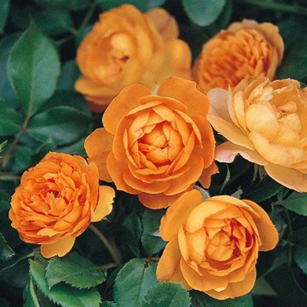 月季花有哪几种