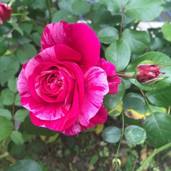 月季花有哪几种