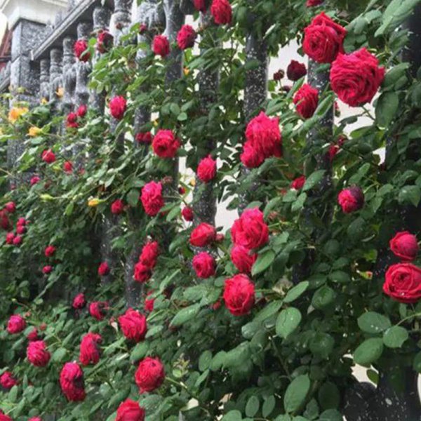 月季花有哪几种