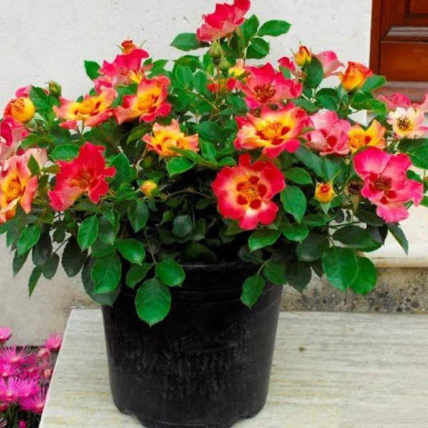 月季花有哪几种
