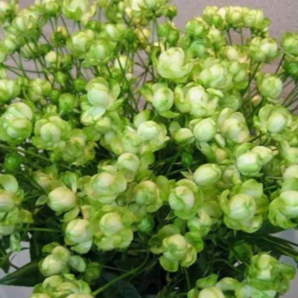 月季花有哪几种