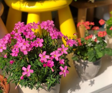 家庭养哪种花卉高档又好看 室内好养的花卉盆栽