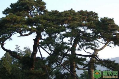 松树种类有哪些 详解松树的品种分类