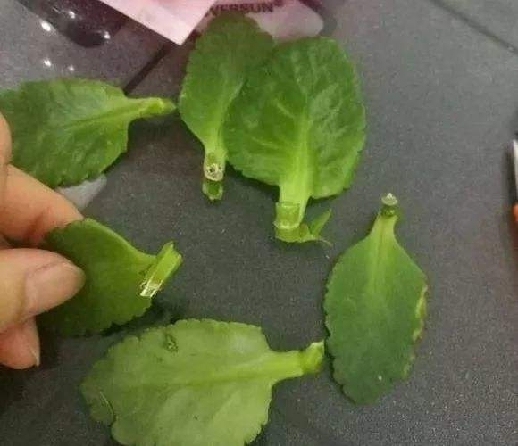 长寿花怎么插杆