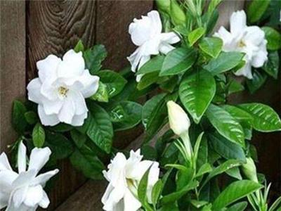 家里适合养栀子花吗