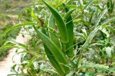 秋葵的种植和管理技术 简述秋葵栽培技术要点