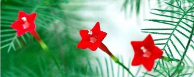 五角星花的养殖方法是什么 掌握五角星的养护方法