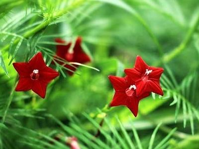 五角星花的养殖方法是什么