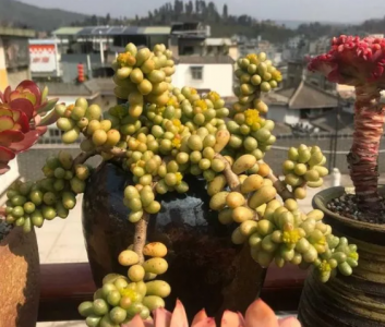 绿龟卵多肉植物怎么养 有关龟卵多肉的养护要点