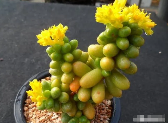 绿龟卵多肉植物怎么养