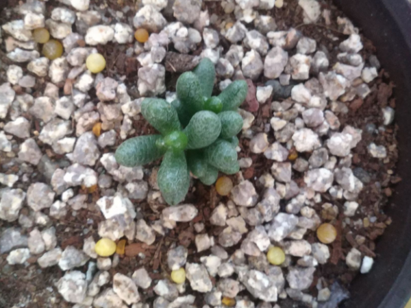 绿龟卵多肉植物怎么养