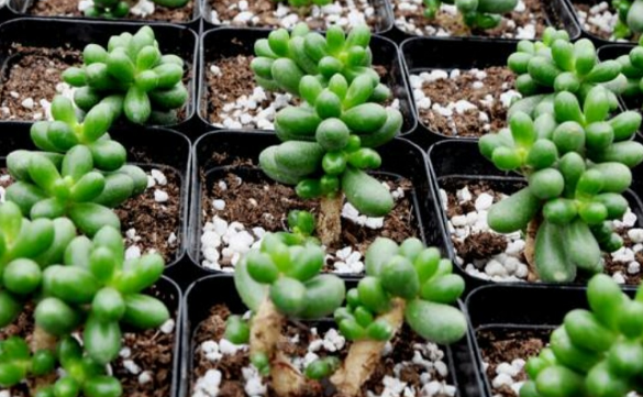 绿龟卵多肉植物怎么养