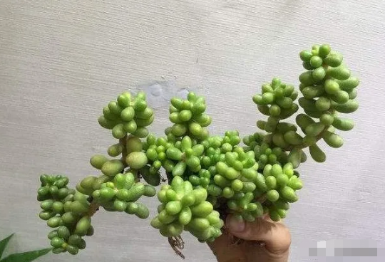 绿龟卵多肉植物怎么养