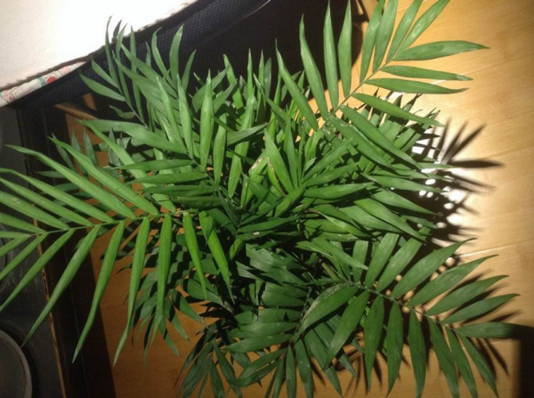 竹子的品种及图片