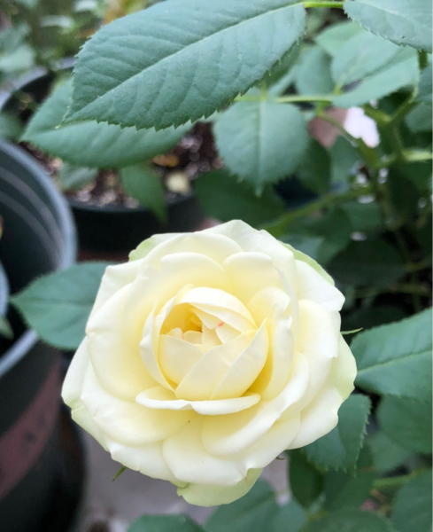 月季花都有啥颜色的