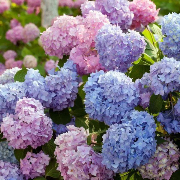 耐寒花卉排行榜前十名