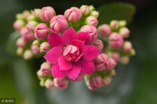 怎么样养长寿花最好