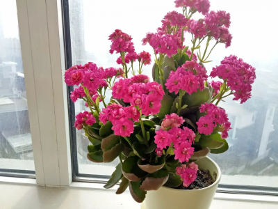 长寿花什么品种最好看 10款高颜值长寿花推荐