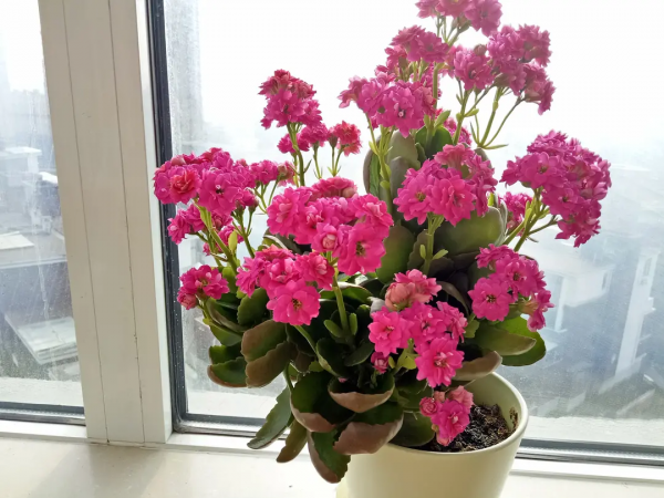 长寿花什么品种最好看