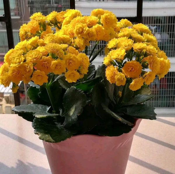 长寿花什么品种最好看