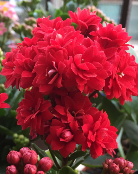 长寿花什么品种最好看