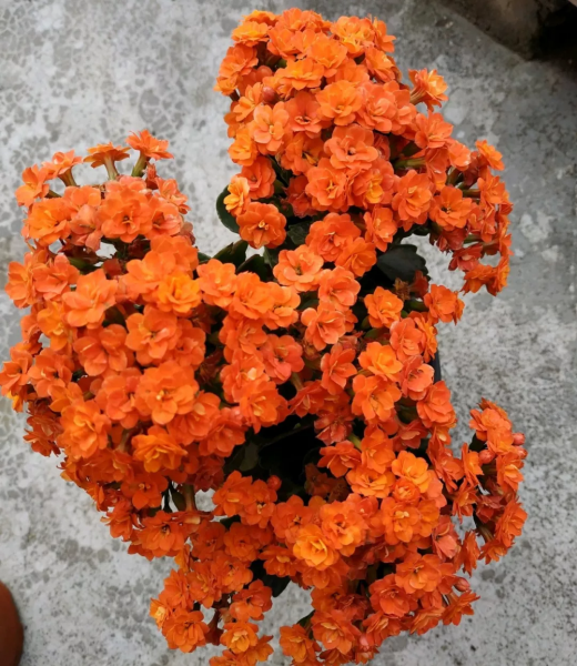 长寿花什么品种最好看