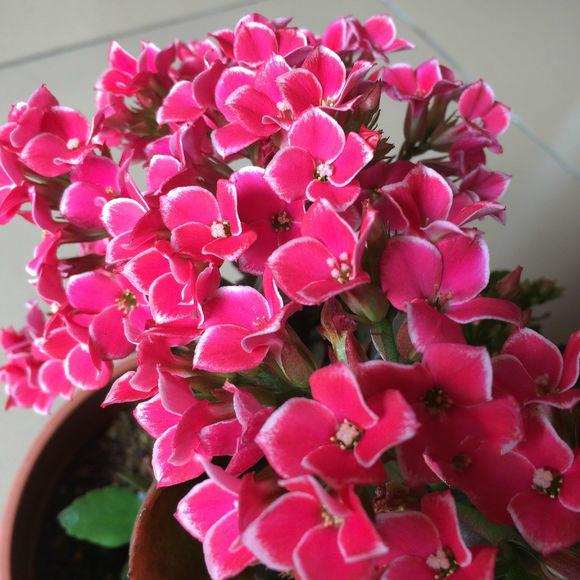 长寿花什么品种最好看